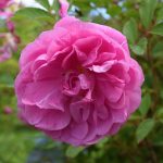 Rós 'George Will' - Rosa rugosa 'George Will'