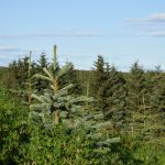 Blágreni - Picea engelmannii