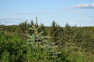 Blágreni - Picea engelmannii