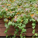 Hélurifs 'Lukka' - Ribes laxiflorum 'Lukka'