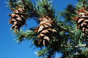Degli - Pseudotsuga menziesii - Image 2