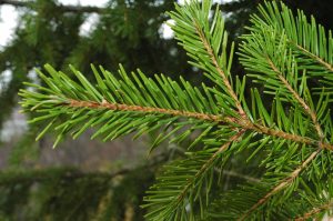 Degli - Pseudotsuga menziesii - Image 3