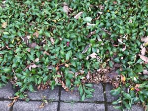 Demantsvíðir 'Flesja' - S. pulchra 'Flesja' - Image 3