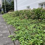 Demantsvíðir 'Flesja' - S. pulchra 'Flesja'