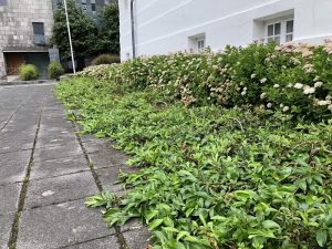 Demantsvíðir 'Flesja' - S. pulchra 'Flesja'