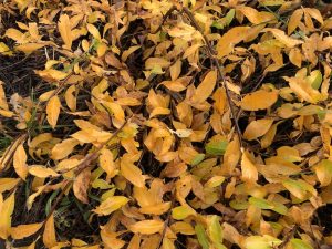 Demantsvíðir 'Flesja' - S. pulchra 'Flesja' - Image 4