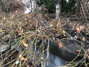 Demantsvíðir 'Flesja' - S. pulchra 'Flesja' - Image 5