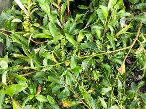 Demantsvíðir 'Flesja' - S. pulchra 'Flesja' - Image 2