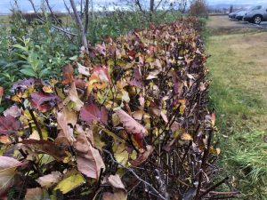 Döglingsþyrnilimgerði í Kauptún, Gbæ. Okt 2023.