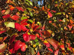 Döglingsþyrnir - Crataegus douglasii - Image 2