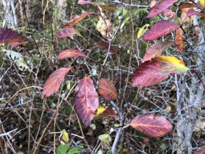 Döglingsþyrnir - Crataegus douglasii - Image 4