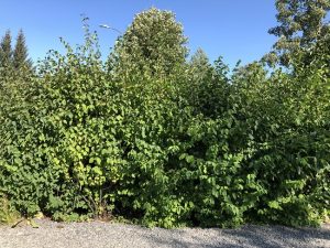 Dúntoppur - Lonicera xylosteum - Image 4