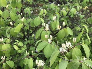 Dúntoppur - Lonicera xylosteum - Image 5