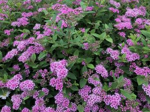 Japanskvistur / Dvergkvistur - Spiraea japonica 'Little Princess'