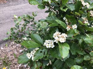 Döglingsþyrnir - Crataegus douglasii