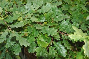 Sumareik - Quercus robur - Image 2