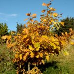 Sumareik - Quercus robur