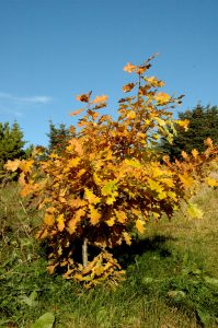 Sumareik - Quercus robur