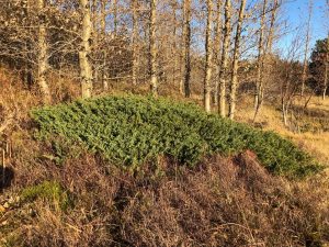 Einir - Juniperus communis - Undirhlíðar-Hfj - Image 3