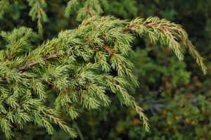 Einir - Juniperus communis - Undirhlíðar-Hfj - Image 2