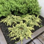 Einir 'Holger' - Juniperus 'Holger'