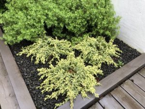 Einir 'Holger' - Juniperus 'Holger'