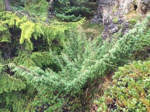 Einir - Juniperus communis - Undirhlíðar-Hfj - Image 4