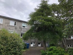 Evrópulerki - Larix decidua - Image 4