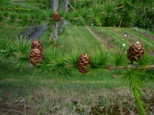Evrópulerki - Larix decidua - Image 3