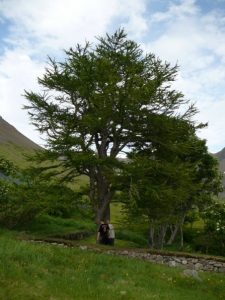 Evrópulerki - Larix decidua - Image 2