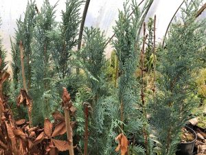 Fagursýprus 'Columnaris Glauca' - Chamaecyparis lawsoniana 'Columnaris Glauca' - Image 2