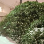 Fjallafura / Dvergfura - Pinus mugo