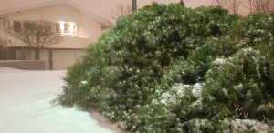 Fjallafura / Dvergfura - Pinus mugo