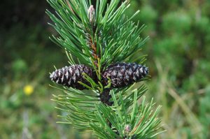 Fjallafura / Dvergfura - Pinus mugo - Image 2