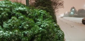 Fjallafura / Dvergfura - Pinus mugo - Image 4