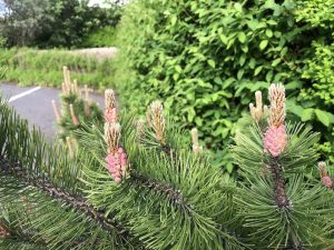 Fjallafura / Dvergfura - Pinus mugo - Image 6