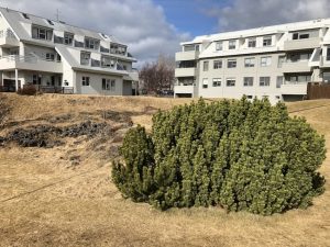 Fjallafura / Dvergfura - Pinus mugo - Image 8