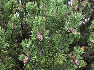 Fjallafura / Dvergfura - Pinus mugo - Image 5