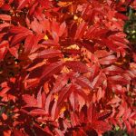 Fjallareynir - Sorbus commixta