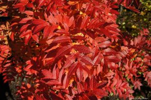 Fjallareynir - Sorbus commixta