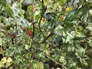 Fjallarifs/Alparifs 'Lára'- Ribes alpinum 'Lára' - Image 2