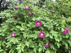 Fjallarós 'Lina' - Rosa pendulina 'Lina' - Image 2