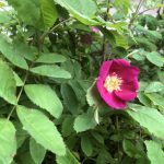 Fjallarós 'Lina' - Rosa pendulina 'Lina'