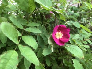 Fjallarós 'Lina' - Rosa pendulina 'Lina'