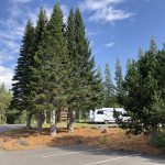 Fjallaþinur - Abies lasiocarpa