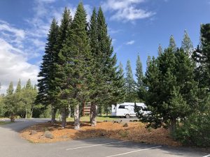 Fjallaþinur - Abies lasiocarpa