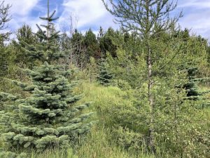 Fjallaþinur - Abies lasiocarpa - Image 3