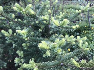 Fjallaþinur - Abies lasiocarpa - Image 4