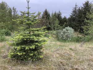 Fjallaþinur - Abies lasiocarpa - Image 5