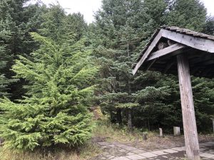 Fjallaþöll - Tsuga mertensiana - Íslensk kvæmi - Image 3